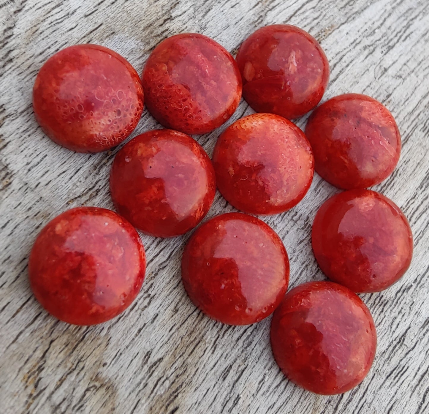 AAA+ QUALITY NATURAL SPONGE CORAL ROUND SHAPE CABOCHON FLAT BACK CALIBRATED GEMSTONES, ALL SIZES AVAILABLE