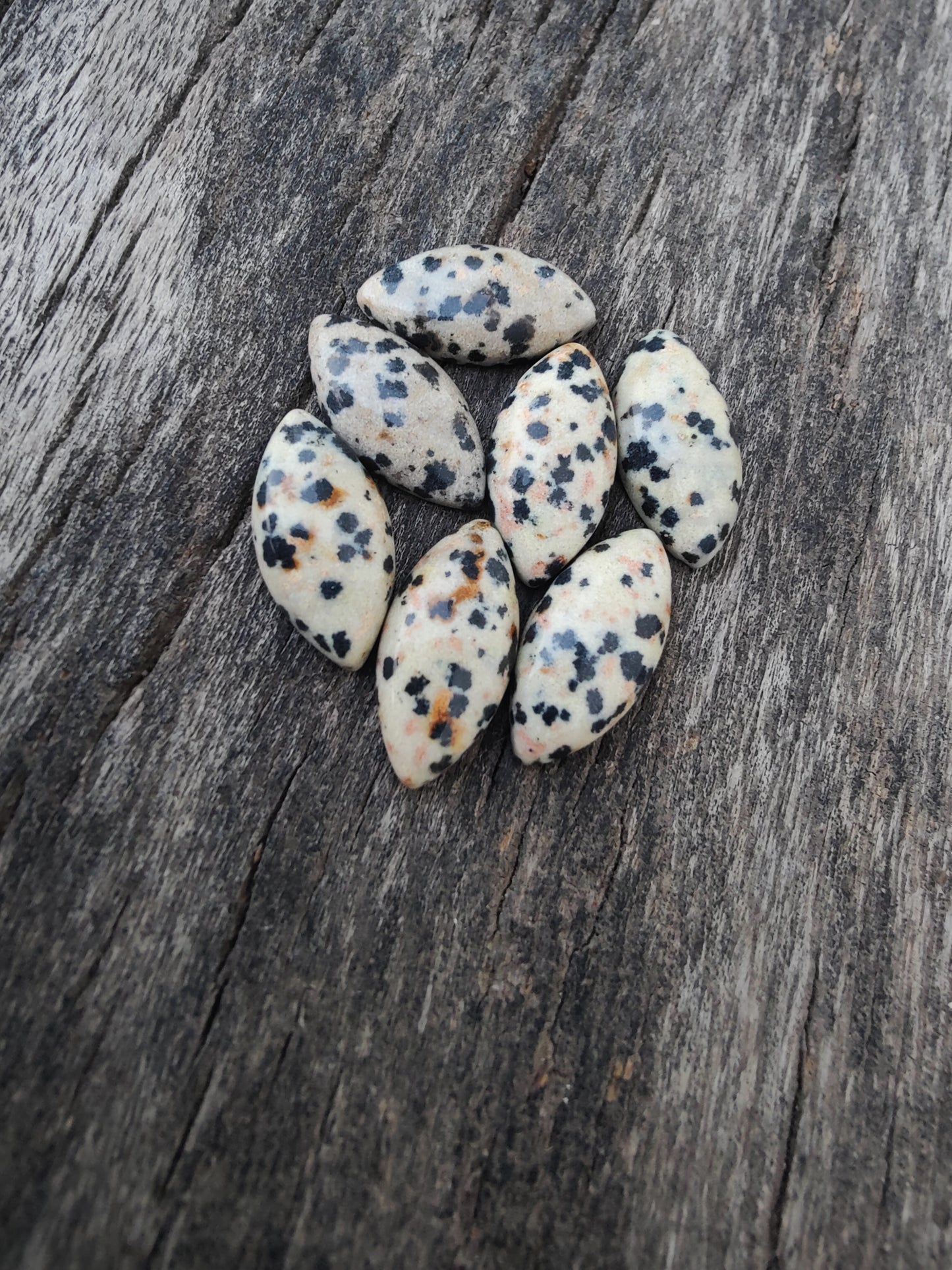 AAA+ Quality Natural Dalmatian Jasper Marquise Shape Cabochon Flat Back Calibrated Loose Gemstones, All Sizes Available