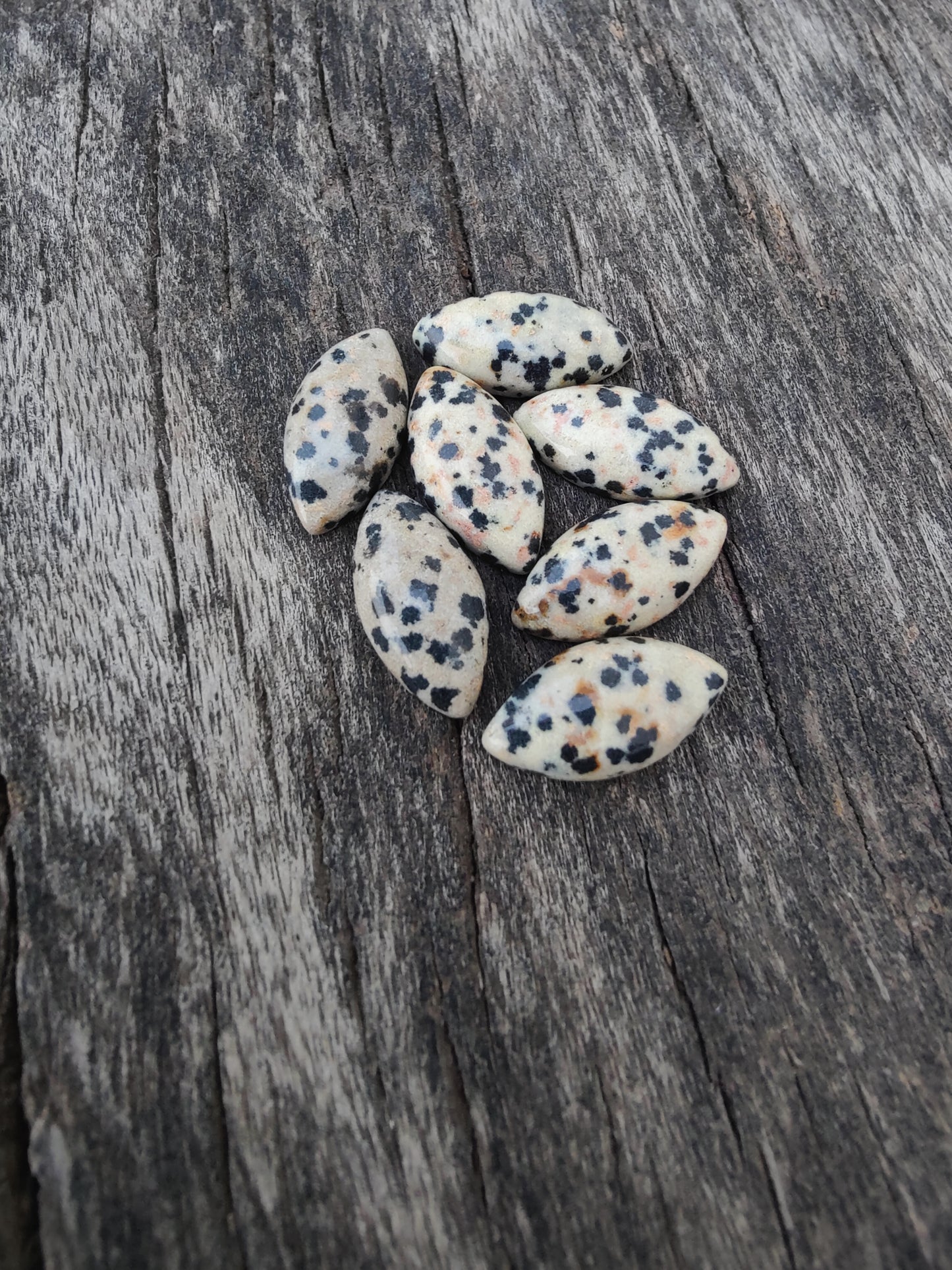 AAA+ Quality Natural Dalmatian Jasper Marquise Shape Cabochon Flat Back Calibrated Loose Gemstones, All Sizes Available