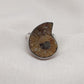 Ammonite Fossil Ring: 925 Sterling Silver Boho Statement Jewelry